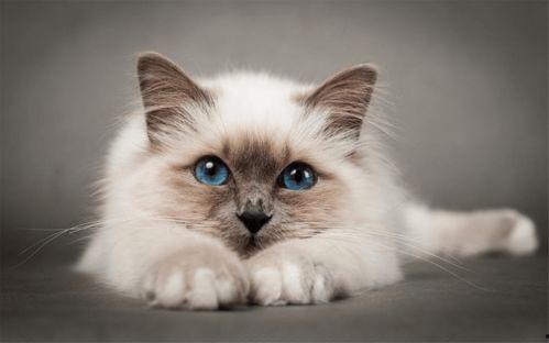 猫咪皮肤爆料视频下载,视频爆料揭示毛球背后的秘密